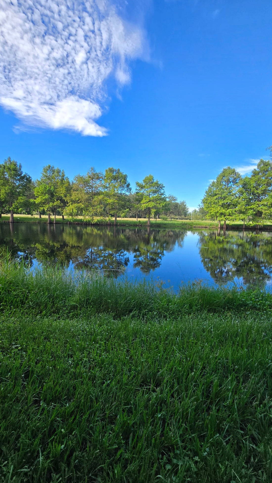 a beautiful blue sky, calm lake, green grass and trees